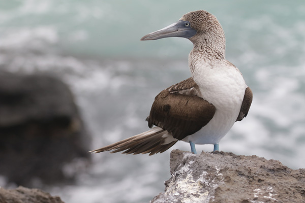 Bluefooted Booby